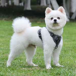 Small <b>dog</b> <b>leash</b>, vest-style harness, <b>dog</b> walking <b>leash</b> for small and medium-sized <b>dogs</b> such as Bichon Frise, Teddy, and - Product Image 2