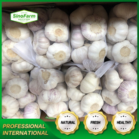 Nouvel Arrivage en Gros : Boîte d'Ail 10kg, Ail Blanc Normal et Blanc Pur, Approvisionnement avec le Meilleur Prix d'Ail en Chine