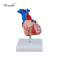 Maniquí médico torso modelo de corazón de tamaño natural modelo de un corazón humano modelo anatómico de Miocardio