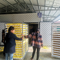 Guoxin – machine de séchage de fruits séchés à la mangue, à la noix de coco, au raisin et à la pompe à chaleur