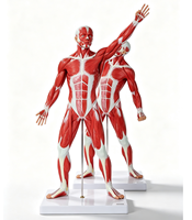 Modèle anatomique humain avec muscles et base pour l'enseignement, adapté à un usage éducatif