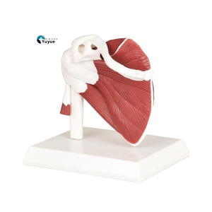Modèle anatomique <span class=keywords><strong>de</strong></span> l'épaule à code couleur avec tissus musculaires complets, modèle pédagogique orthopédique du <span class=keywords><strong>squelette</strong></span> <span class=keywords><strong>de</strong></span> l'épaule - Product Image 1