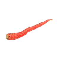 Variedad Híbrida de Zanahoria Confiable para Agricultura Profesional, Ofrece Cosecha Uniforme, Alto Rendimiento, Excelente Valor de Mercado, 99% de Pureza