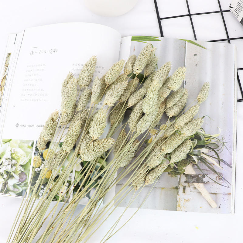 ฟาลาริส