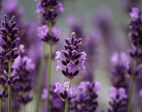 Minyak Lavender Alami 100% Murni Distilasi Uap (CAS 8000-28-0)-Cairan Tak Berwarna/Kuning-Hijau Merek Bio-young untuk Penggunaan Kosmetik