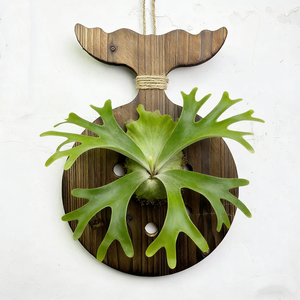 Kit de montage pour plantes de fougère à cornes de cerf, <span class=keywords><strong>support</strong></span> <span class=keywords><strong>mural</strong></span> vertical pour orchidées et plantes grimpantes - Product Image 2