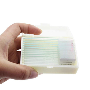 12 PCS Plant Microscope Slides <span class=keywords><strong>Cebolla</strong></span> Anthers Meiosis <span class=keywords><strong>Microscopio</strong></span> Preparado Slides - Product Image 2
