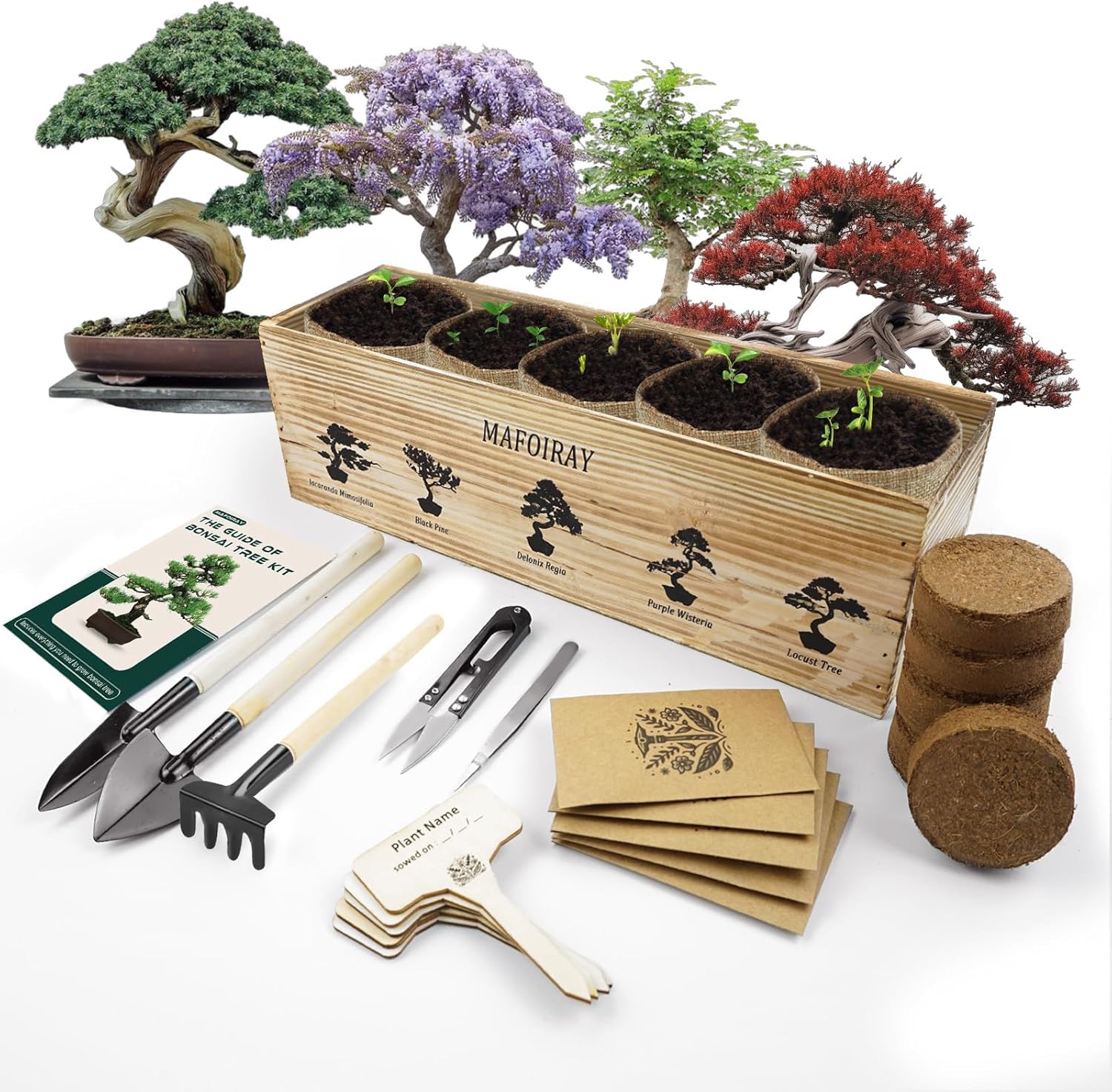 bonsai samen set Bonsai Anzuchtset kaufen ➤ Handmade & Plastikfrei main image 0