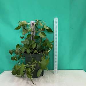 Plante verte en plastique bonsaï nutrition eau-racine Colonne <span class=keywords><strong>de</strong></span> mousse Branches <span class=keywords><strong>de</strong></span> plantes reliant la sortie du sol - Product Image 5