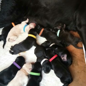 Collar <span class=keywords><strong>de</strong></span> Identificación para Perros Pequeños y Cachorros, <span class=keywords><strong>de</strong></span> Nailon, Ecológico, en 12 Colores - Product Image 6