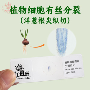 Portaobjetos de mitosis celular de sección longitudinal de punta de raíz de cebolla para observación sincrónica de células en biología de secundaria - Product Image 2