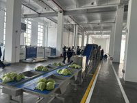 Volledig automatische 304 roestvrijstalen 2000kg/u aardappel-wortel was-, snij- en drooglijn voor de verwerking van wortelgewassen