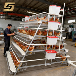 Jaulas de Batería para Aves de Corral Gallinas Ponedoras, Tipo A, para Ponedoras en Granjas Avícolas - Product Image 5