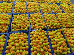 Pelotas de Tenis Suaves Personalizables de Etapa 1/2/3, Baja Compresión, para Entrenamiento de Principiantes, con Logotipo, Aprobadas por la ITF, para Niños y Escuelas - Product Image 5