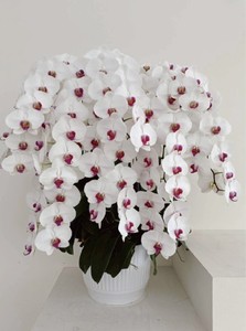 Maceta decorativa con aspecto de porcelana alta F23024 para bodas navideñas y decoración minorista - Product Image 3