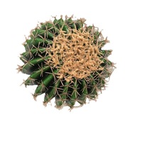 Offre Spéciale décoration intérieure et extérieure cactus artificiel plantes tropicales succulentes plantes en pot