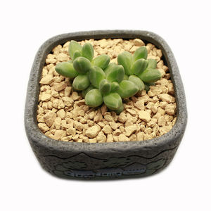 Granules <span class=keywords><strong>de</strong></span> diatomite <span class=keywords><strong>de</strong></span> qualité horticole <span class=keywords><strong>terre</strong></span> d'infusoire à haute porosité pour le dépôt <span class=keywords><strong>de</strong></span> minéraux non métalliques <span class=keywords><strong>de</strong></span> plantes <span class=keywords><strong>de</strong></span> rempotage <span class=keywords><strong>de</strong></span> <span class=keywords><strong>jardin</strong></span> - Product Image 4