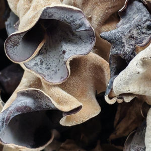 Китайский высококачественный сухой черный грибок древесный ушной гриб для продажи черный гриб большого размера - Product Image 2