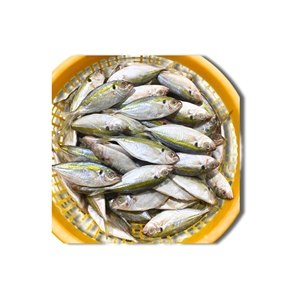 Pargo Amarillo Congelado Entero, Producto de Exportación de Vietnam, 24 Meses de Vida Útil, Envasado al Vacío IQF/BQF, Empaque a Granel, Superventas - Product Image 5