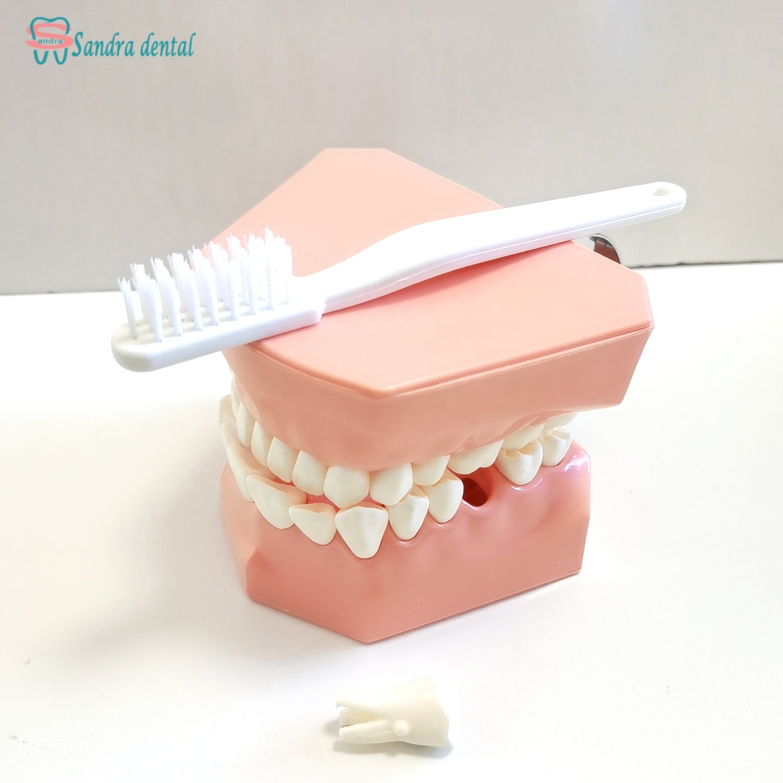 Modelo dental a escala 2:1