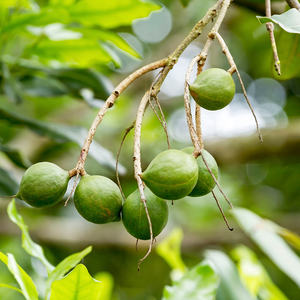 Nueces de Macadamia orgánicas a granel directas de fábrica, crema recién tostada con cáscara, alimentos secos, nueces de Macadamia crudas baratas - Product Image 5
