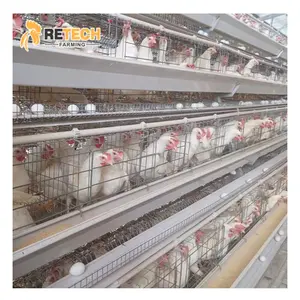 Automatic 4 Tiers Chicken Egg Layer Battery Cage For Tanzania Poultry Farm