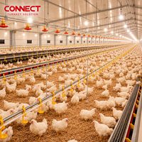 Système d'élevage commercial de poulets de chair, équipement d'élevage avicole pour les exploitations de production de poulets de chair à grande échelle