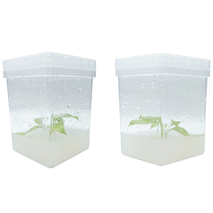 Caja de Cultivo de Tejidos y Frasco de Cultivo de Plantas XZ LAB, 75x100mm, Rectangular, Material de PC, Contenedor de Grado Laboratorio - Product Image 3