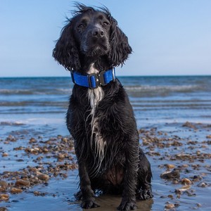 Collare Tattico Premium per Cani in Nylon Resistente, Fibbia a Sgancio Rapido, Patch Personalizzabili, Anello a D in Acciaio Inossidabile, Comfort in Neoprene - Product Image 6