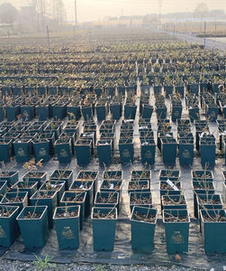 P135 vaso di plastica spessa all'ingrosso a basso prezzo vaso quadrato di plastica nera piantina piantina di fiori vasi e fioriere - Product Image 4