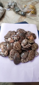 Pierres précieuses en jaspe léopard de haute qualité, formes variées, pour la fabrication de bijoux, prix de gros - Product Image 5