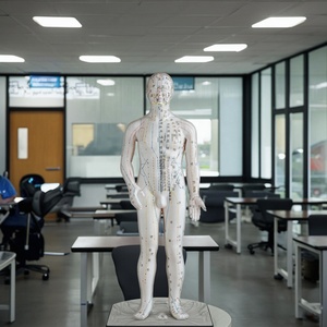 แบบจำลองเส้นลมปราณสำหรับ<span class=keywords><strong>สอน</strong></span><span class=keywords><strong>ภาษา</strong></span>อังกฤษ ขนาด 70 ซม. แบบจำลองร่างกายมนุษย์พร้อมจุดฝังเข็ม - Product Image 2