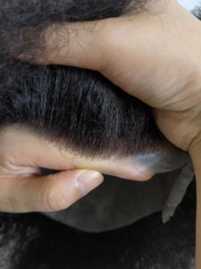 <span class=keywords><strong>ผม</strong></span><span class=keywords><strong>หยักศก</strong></span>1B ใสสีดำธรรมชาติ4มม. 6มม. 8มม. <span class=keywords><strong>ผม</strong></span>คน<span class=keywords><strong>หยักศก</strong></span>แบบแอฟโฟร่<span class=keywords><strong>ผม</strong></span>ธรรมชาติแบบบาง<span class=keywords><strong>ผม</strong></span>หนังพียูสำหรับผู้ชาย - Product Image 6