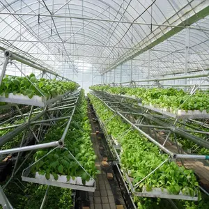 マルチスパンフィルム温室農業温室最新低価格