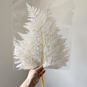 <span class=keywords><strong>Felce</strong></span> sbiancata in <span class=keywords><strong>felce</strong></span> di lunga durata per la decorazione - Product Image 3