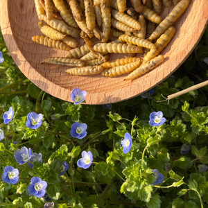 Vers à 100% naturels en vrac, riches en calcium, insectes comestibles, larves de mouches soldat noires séchées pour poissons et poulets - Product Image 4