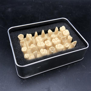 Modelo humano de 28 dientes aislados, formación de enseñanza oral, dentistas para aprender a enseñar, uso de 1,2 veces, modelo de base de diente <span class=keywords><strong>permanente</strong></span> - Product Image 4