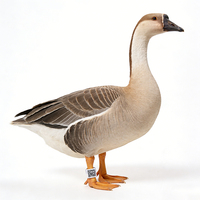 Mini-étiquette RFID NFC HF 13,56 MHz ISO18000-6C pour l'identification et la gestion des animaux, taille réglable, étanche, avec code QR, pour anneau de patte
