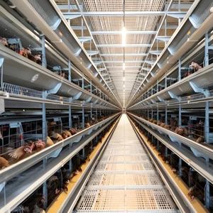 Gallinero de Gran Escala para Pollos de Engorde/Reproductoras - Nave Avícola Metálica Prefabricada con Estructura de Acero Galvanizado - Product Image 6