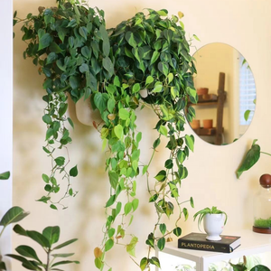Siepe di erba sintetica di alta qualità per giardini verticali, ideale come sfondo per hotel, ristoranti, centri commerciali, parete verde artificiale per esterni. - Product Image 5