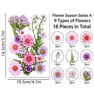 ชุดวัสดุกลีบดอกไม้แห้งสีขาวสำหรับงาน DIY งานฝีมือ ทำเครื่องประดับ ตกแต่งบ้าน และห่อของขวัญ - Product Image 4