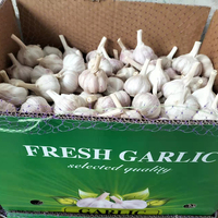 Ail Frais Nouvelle Récolte Chinoise - Ail Blanc Normal et Ail Blanc Pur Disponible Chez le Fabricant d'Ail en Gros