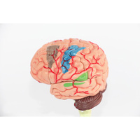 Modelo de Anatomía del Cerebro Humano al por Mayor, Modelo de Cerebro 4D, Versión Reducida, 31 Partes