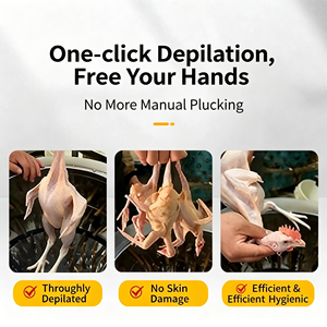 <span class=keywords><strong>Plumeuse</strong></span> électrique pour volailles, machine à plumer les poulets agricoles, à vendre - Product Image 4