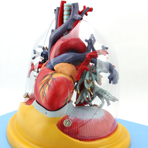 Modèle anatomique de l'Université Médicale Navale du cœur, des poumons, de la trachée et du système bronchique humains pour la chirurgie thoracique et la cardiologie - Product Image 5