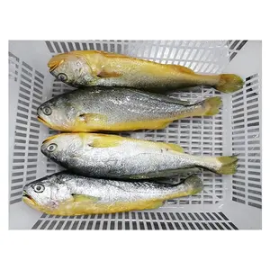 Frozen Yellow Croaker Fish Wholesale Price IWP Packed Whole IQF Croaker To USA