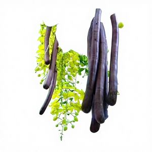 <span class=keywords><strong>Poudre</strong></span> d'extrait <span class=keywords><strong>de</strong></span> fruit <span class=keywords><strong>de</strong></span> <span class=keywords><strong>Kigelia</strong></span> <span class=keywords><strong>de</strong></span> haute qualité et à haute teneur 10:1, <span class=keywords><strong>poudre</strong></span> <span class=keywords><strong>de</strong></span> fruit <span class=keywords><strong>de</strong></span> <span class=keywords><strong>Kigelia</strong></span> <span class=keywords><strong>de</strong></span> qualité alimentaire - Product Image 4