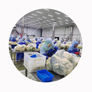 XMSD Chou-fleur surgelé <span class=keywords><strong>IQF</strong></span> pour soupes, accompagnements et sautés, certifié HACCP ISO, export en vrac - Product Image 1