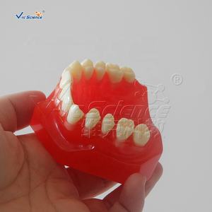 Tanden Orthodontische <span class=keywords><strong>Training</strong></span> <span class=keywords><strong>Typodont</strong></span> Model Orthodontisch Model Van Tanden Medische Wetenschap Tandheelkundige Anatomiemodel - Product Image 5