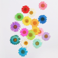 Dekorasi Kuku Resin Bunga Kering Asli, Bunga Daisy Kering yang Ditekan, Campuran Warna